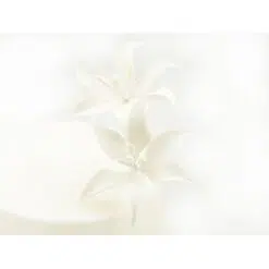 Βρώσιμα λουλούδια - κρίνοι tiger - λευκοί - 2τμχ