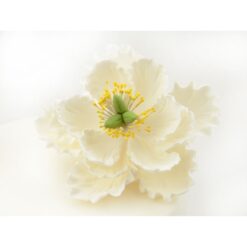 Βρώσιμo λουλούδι - παιώνια - λευκή - 1τμχ